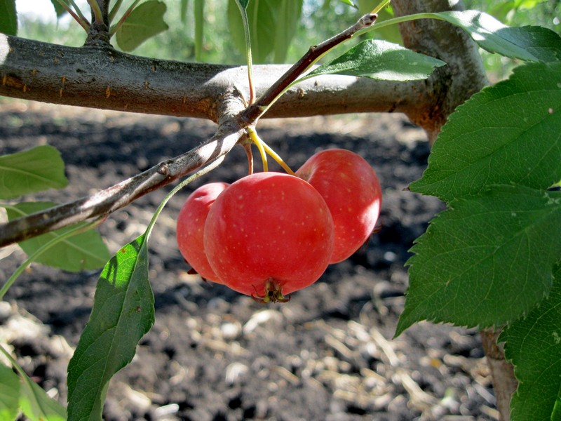 Райское яблоко улучшает иммунитет и пищеварение